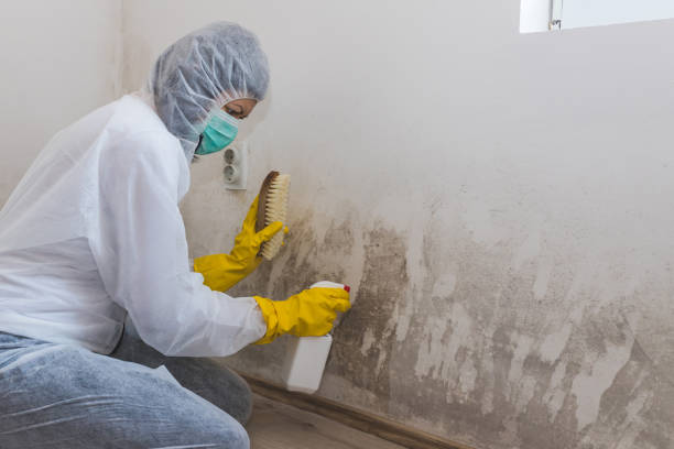 Forensic Mold Investigation in Meadowbrook, CA
