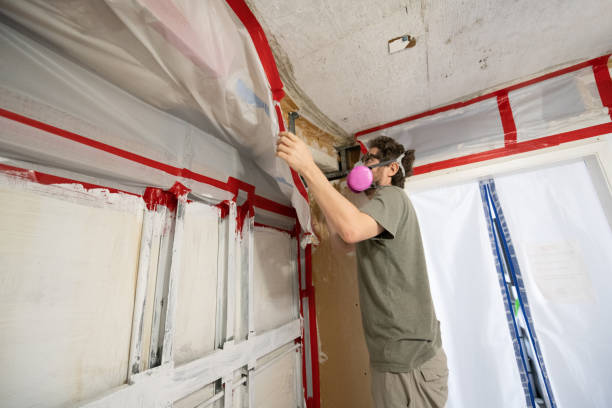 Best Emergency Mold Remediation  in Meadowbrook, CA
