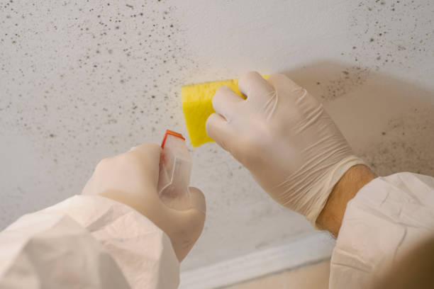 Best Airborne Mold Testing  in Meadowbrook, CA