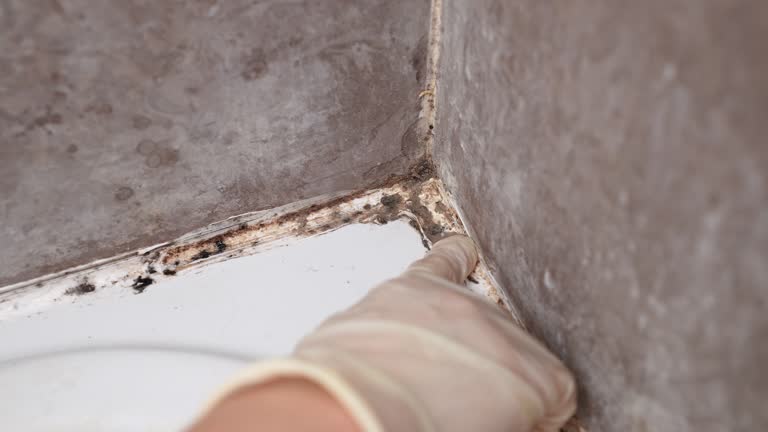 Best Post-Construction Mold Inspection  in Meadowbrook, CA